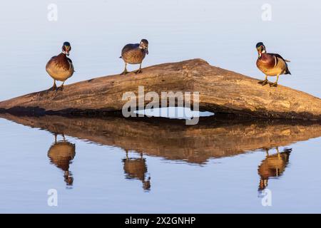 00715-15002 mâles canard des bois (Aix sponsa) sur bûche dans la zone humide de Marion Co. IL Banque D'Images