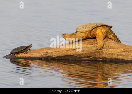 02509-00312 Tortue mangeoire commune (Chelydra serpentina) sur bûche avec tortue peinte dans la zone humide de Marion Co. IL Banque D'Images