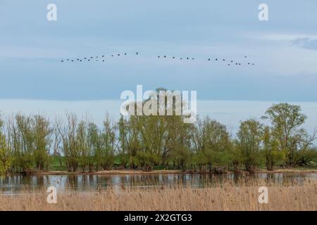 Arbres, roseau, eau, rivière Elbe, cormorans volants, troupeau, essaim, zones humides de l'Elbe près de Bleckede, basse-Saxe, Allemagne Banque D'Images