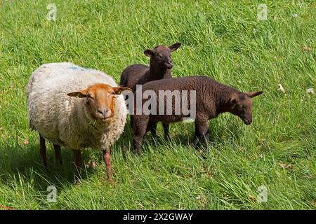 Brebis, agneaux, noirs, moutons, digue de l'Elbe près de Bleckede, basse-Saxe, Allemagne Banque D'Images