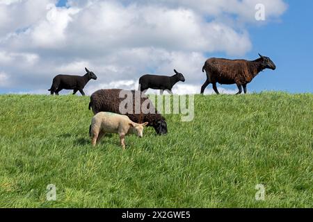 Brebis, agneaux, noirs, moutons, digue de l'Elbe près de Bleckede, basse-Saxe, Allemagne Banque D'Images