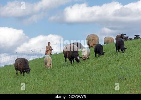 Femme observant le troupeau de moutons, agneaux, blanc, noir, digue de l'Elbe près de Bleckede, basse-Saxe, Allemagne Banque D'Images
