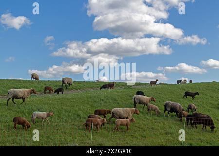 Troupeau de moutons, agneaux, blanc, noir, brun, digue de l'Elbe près de Bleckede, basse-Saxe, Allemagne Banque D'Images