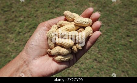 Personne tenant des cacahuètes avec coquille. Arachides fraîches en mains Banque D'Images