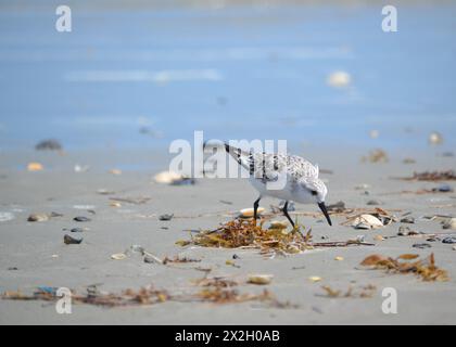 Le Sanderling (Calidris alba) se promène le long de la rive sablonneuse au bord de l'océan, cherchant de la nourriture parmi les algues, avec les vagues de l'océan brisant i Banque D'Images