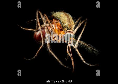 Moustique sur fond noir. Gros plan macro d'un insecte. Banque D'Images