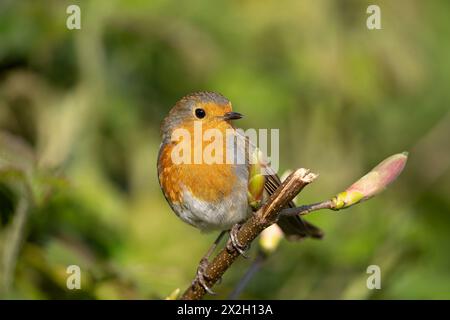 Gros plan vue de face détaillée d'un oiseau robin, tête tournée vers la gauche par une journée ensoleillée. L'oiseau est perché sur une petite branche en bourgeon. Banque D'Images