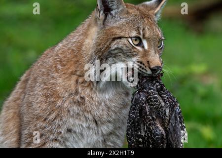 Chasse au lynx eurasien (Lynx lynx) avec des proies d'oiseaux tués dans son museau dans la forêt Banque D'Images