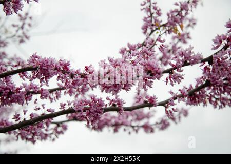 Vue rapprochée de la tête rouge de l'est (Cercis canadensis) Banque D'Images