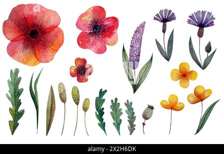 Ensemble de fleurs sauvages et d'herbes. Coquelicot, bleuet et autres fleurs. Isolé Banque D'Images