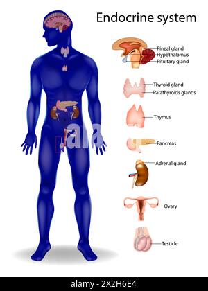 Système endocrinien. Parathyroïdes, thyroïde, hypophyse, pinéale, glande surrénale, testicule, ovaire, pancréas, thymus, hypothalamus. Illustration de Vecteur