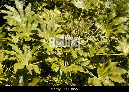 Plante Fatsia japonica en gros plan. Banque D'Images