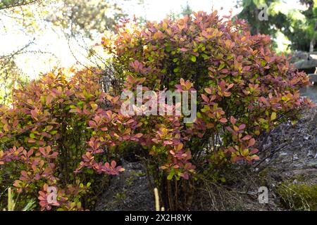 Berberis thunbergii 'roquette orange' arbuste japonais. Banque D'Images