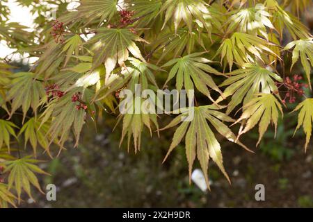 Acer shirasawanum 'sensu' hybride debout arbre d'érable japonais gros plan, Banque D'Images