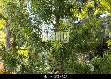 Sciadopitys verticillata 'Sternschnuppe' - pin parasol japonais, gros plan. Banque D'Images