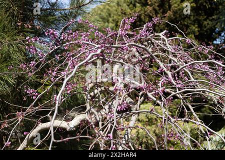 Cercis canadensis 'Ruby Falls' pleurant le rougeoyer au printemps. Banque D'Images