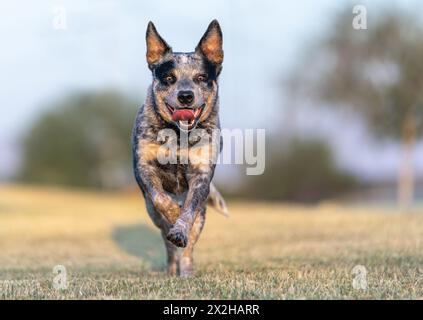 Chien de boucherie australien avec sa langue dehors tout en courant dans le parc Banque D'Images