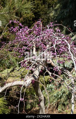 Cercis canadensis 'Ruby Falls' pleurant le rougeoyer au printemps. Banque D'Images