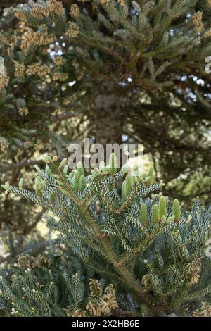 Abies koreana 'Horstmann's Silberlocke' - sapin coréen gros plan. Banque D'Images
