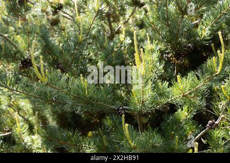 Pinus parviflora 'Kanrico' - pin blanc japonais, gros plan. Banque D'Images