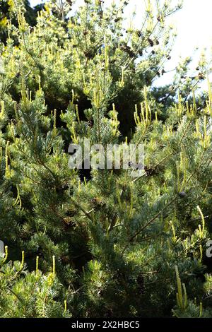 Pinus parviflora 'Kanrico' - pin blanc japonais, gros plan. Banque D'Images