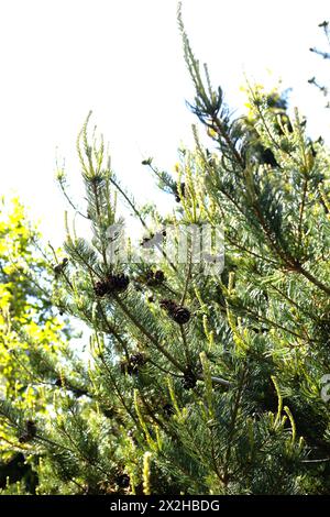 Pinus parviflora 'Kanrico' - pin blanc japonais, gros plan. Banque D'Images