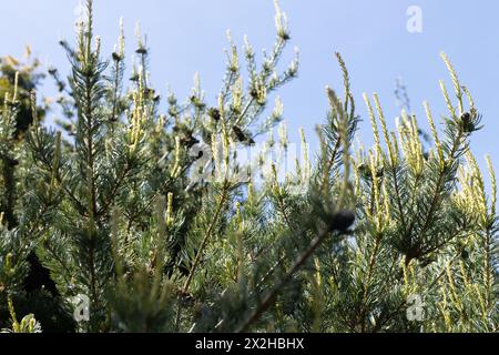 Pinus parviflora 'Kanrico' - pin blanc japonais, gros plan. Banque D'Images