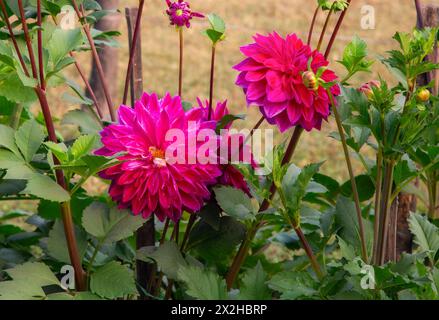 Fleurs de Dalia roses fraîches en pleine floraison dans un jardin Banque D'Images