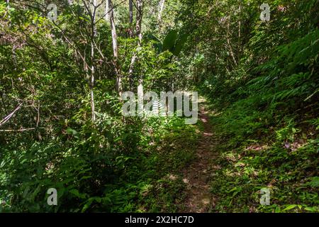 Sentier vers la cascade de Pagnueng dans la zone protégée nationale de Nam Ha, Laos Banque D'Images