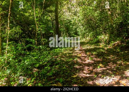 Sentier vers la cascade de Pagnueng dans la zone protégée nationale de Nam Ha, Laos Banque D'Images