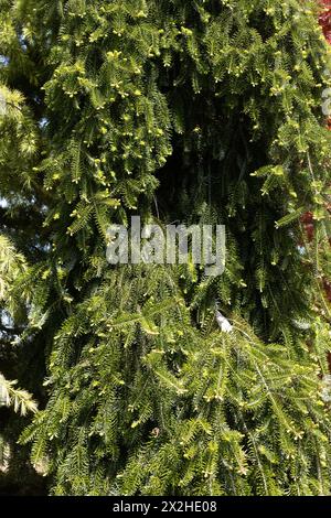 Abies alba 'Green Spiral' - sapin argenté européen pleureur. Banque D'Images