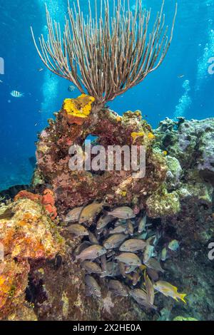 Des bulles d'autres plongeurs flanquent un corail gorgonal sain et une école de vivaneaux sur Snapper Reef au large de Cayman Brac, îles Caïmans. Banque D'Images