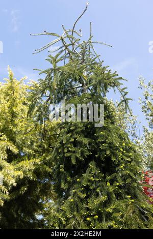 Abies alba 'Green Spiral' - sapin argenté européen pleureur. Banque D'Images