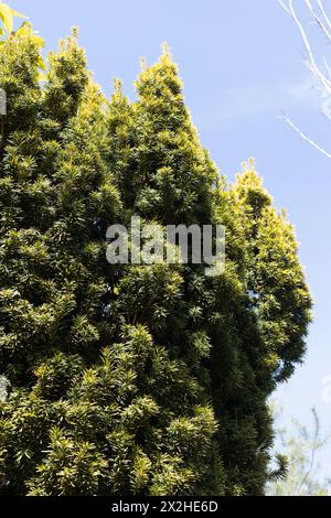 Taxus baccata 'Standishii' - arbre d'if anglais. Banque D'Images