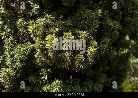 Taxus baccata 'Standishii' - arbre d'if anglais. Banque D'Images