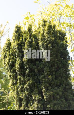 Taxus baccata 'Standishii' - arbre d'if anglais. Banque D'Images