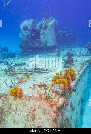 Éponges et corail attachés au pont de l'ancien destroyer russe M/V Captain Keith Tibbets dans les eaux au large de Cayman Brac, îles Caïmans. Banque D'Images