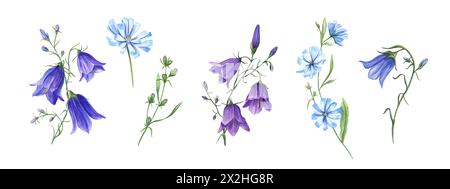 Chicorée bleue et campanula. Ensemble de fleurs de prairie sauvage. Têtes de fleurs, bourgeon, feuille. Cichorium et Bell. Branches délicates de l'intybus et de l'halieutique. Banque D'Images