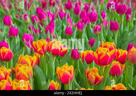 Champ de tulipes, fond coloré naturel, mise au point sélective. Banque D'Images