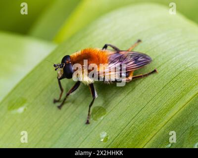 Abeille femelle adulte imitant UK hoverfly, Merodon equestris, mouche Narcisse. Les larves se nourrissent des coeurs de jonquilles et de gouttes de neige. Banque D'Images