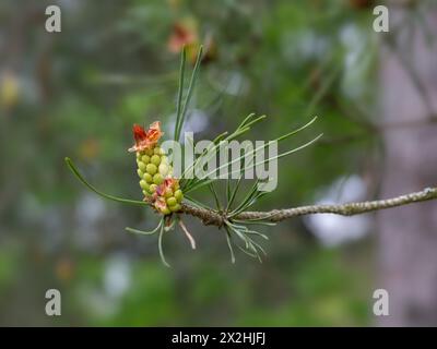Gros plan de fleur de pin sylvestre (Pinus sylvestris) dans un parc au printemps. Note - les fleurs mâles sont les anthères jaunes à la base et les fleurs femelles Banque D'Images