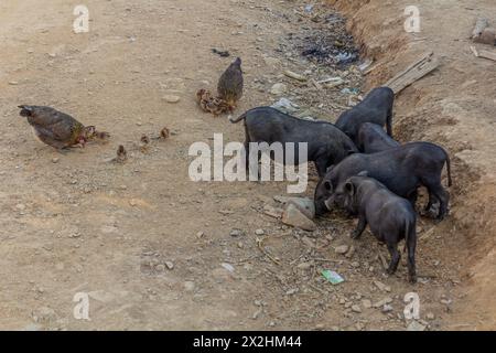 Porcs et poulet dans le village de Namkhon près de la ville de Luang Namtha, Laos Banque D'Images