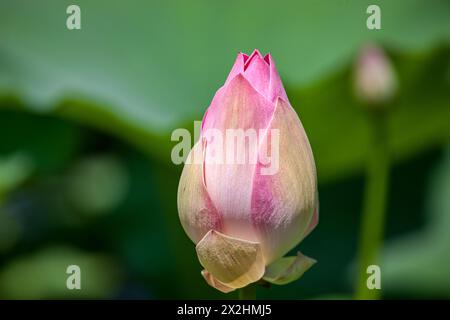 Viet Nam, Mékong, fleur de Lotus (Nelumbo nucifera), bourgeon Banque D'Images