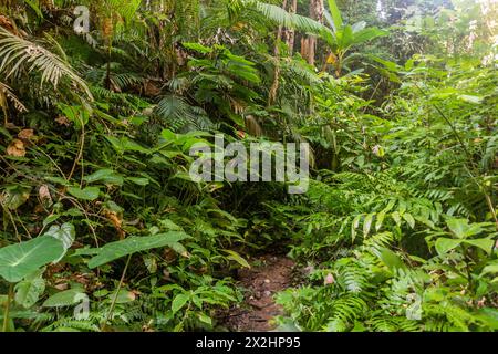 Sentier dans une forêt près du village de Namkhon près de la ville de Luang Namtha, Laos Banque D'Images