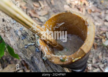 Soupe en cours de préparation dans un bambou dans une forêt près de la ville de Luang Namtha, Laos Banque D'Images