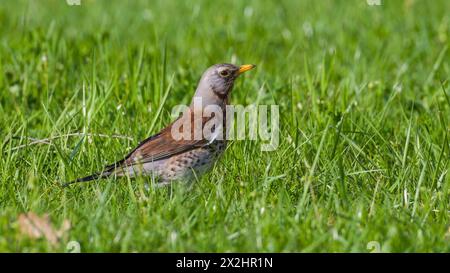 Bird Turdus pilaris aka Fieldfare est à la recherche de nourriture dans l'herbe. Isolé sur fond vert. Banque D'Images