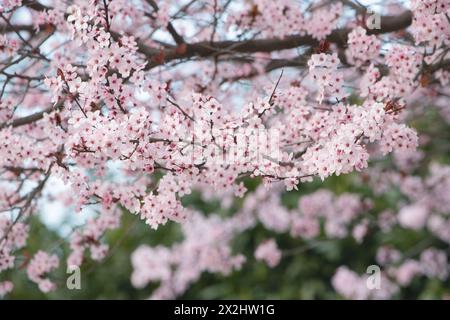 Dans la douce lumière d'une journée ensoleillée, une image horizontale met en valeur la beauté de la nature tandis que des fleurs roses éclatantes fleurissent sur les branches. Banque D'Images