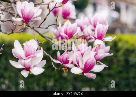 Dans le parc : Magnolia fleurit dans des tons roses et violets. Banque D'Images