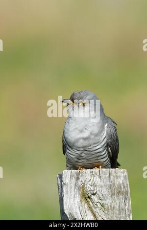 Coucou commun (Cuculus canorus), mâle assis sur le poteau d'une clôture de pâturage, portrait animal, faune, Westerwald, Rhénanie-Palatinat, Allemagne Banque D'Images