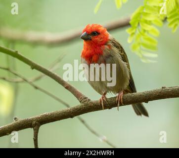 Roux (Foudia madagascariensis), mâle, assis sur une branche, survenant à Madagascar, captif Banque D'Images